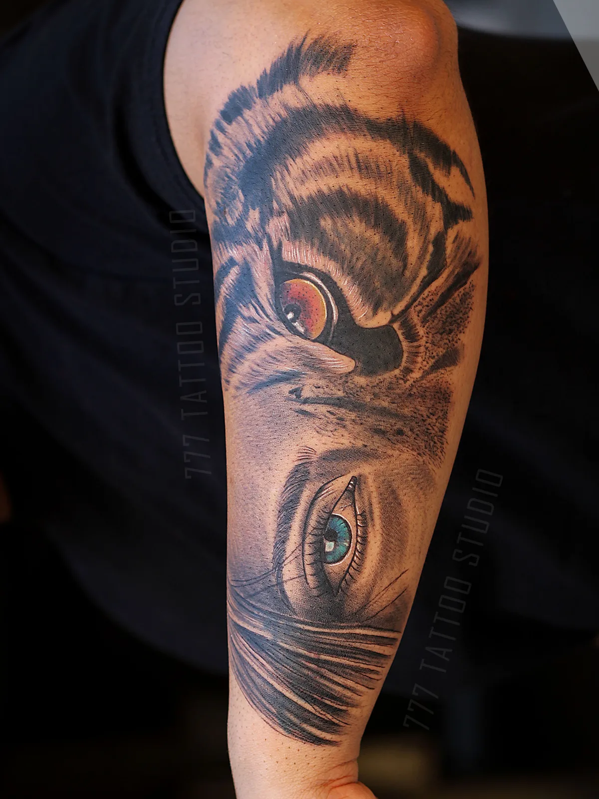 Tiger’s Gaze